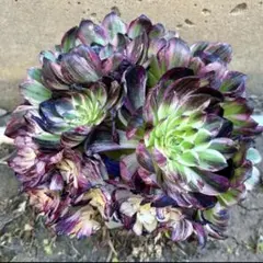 くに里多肉　よっしー様 リクエスト 2点 まとめ商品