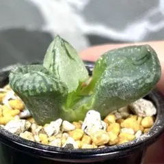 ビ*認様 ハオルチア　コクリコ嬢