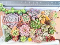 多肉植物③　カット苗　名前なし　寄せ植え　多肉弁当