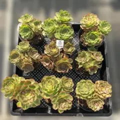 Top【選抜株】多肉植物 25886ホワイトフェニックス 16個 鉢無し/脱土