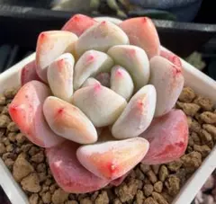 ピンクモンロー　1点物 多肉植物 エケベリア　韓国苗