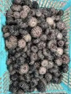 wakatakus様専用ページガンガゼ50個送料込み