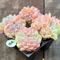 NEW❗️099多肉植物 エケベリア 粉月影 抜き苗 寄せ植え 4苗セット