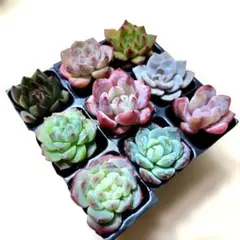 多肉植物　多肉寄せ植え　多肉セット苗　多肉カット苗　多肉弁当　多肉詰め合せ