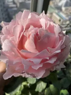 ラスト！超強香！超強健！巨大輪 手間要らず名門のフレンチローズ 二年生バラ苗大株 ラスト！超強香！超強健！巨大輪 手間要らず名門のフレンチローズ