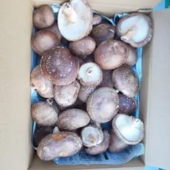 まねくねこ様専用