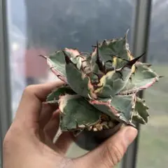 2025年最新】アガベ ブラック&ブルー 錦の人気アイテム - メルカリ