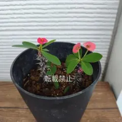 No.2【枝振り良好♪お花満開♪】花キリン(定番の赤)♥️ - メルカリ