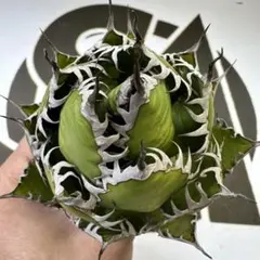 2025年最新】上澳園芸の人気アイテム - メルカリ