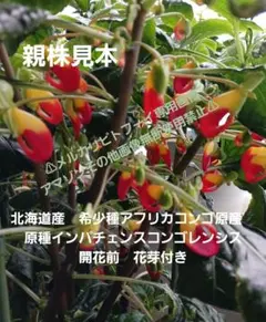 北海道産　希少種アフリカコンゴ原産　原種インパチェンスコンゴレンシス開花前株のサムネイル
