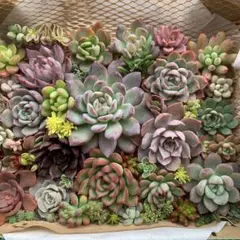 2025年最新】ブラックマディバの人気アイテム - メルカリ