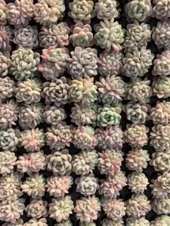 Top【選抜株】多肉植物　25447クリームビューティー　105個プラグトレー苗