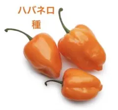 하바네로 고추씨 30정 (10만~35만 스코빌 슈유) 자체 채취