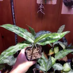 Endor Aglaonema pic LA便 Endor Aglaonema pic LA便 - メルカリ