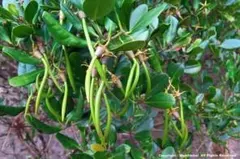マングローブ オヒルギ 発根あり 苗 観葉植物 海干潟 水槽