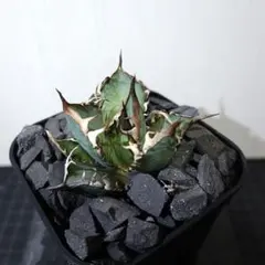 2026年最新】ゴリ猫の人気アイテム - メルカリ