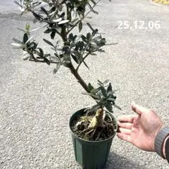 オリーブ　盆栽　古木　大株❗造り込み樹形❗ 今話題の【盆栽風】古木オリーブとは？独特な樹形はどうやって出来る