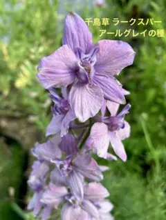 user_1168a5ae様 リクエスト 3点 まとめ商品