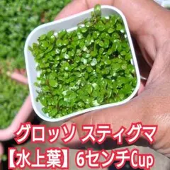 그로소 스티그마 [워터 리프] ☘️ 6cm 컵 ‼️