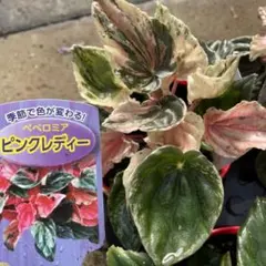 miomio様 リクエスト 6点 まとめ商品