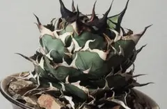 2025年最新】ハデス アガベの人気アイテム - メルカリ