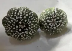 2026年最新】スーパー兜の人気アイテム - メルカリ