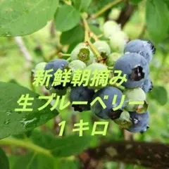 新鮮朝摘み冷凍ブルーベリー 訳あり品 1．5キロ 栽培期間中農薬不 