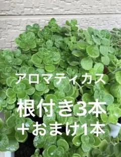アロマティカス⭐️根付き3本＋おまけ1本❣️⑤