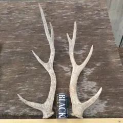 鹿の角 4本セット
