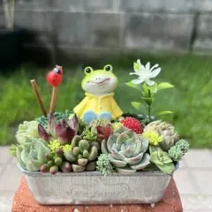 ラブラブ♡かえるちゃんのお家♫多肉植物寄せ植え⭐️そのまま飾れる