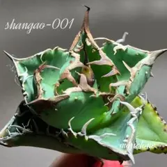 2025年最新】メリクロン アガベの人気アイテム - メルカリ