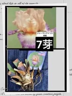 ジャーマンアイリス　バイカラーペールオレンジピンク赤紫　抜き苗　球根保水約7芽のサムネイル