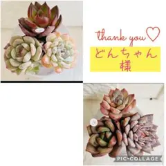 どんちゃん様 リクエスト 2点 まとめ商品