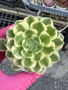 72 #観葉植物❤️アエオニウム錦❤️ マイバッハ ❤️ 1大頭2子芽10cm
