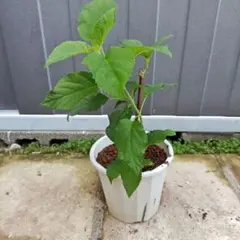 のこのこ様 リクエスト 3点 まとめ商品