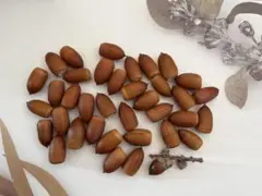 本物ドングリ 約37個 茶色熱湯消毒、天日干し済み☆