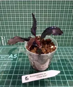 フレボディウム ブルースター 苗 シダ 観葉植物 沖縄 造園芸 山野草