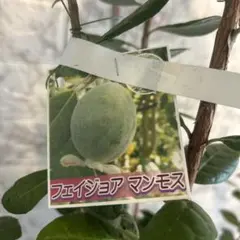 くま様確認ページフェイジョア マンモス 苗木 2鉢セット - メルカリ