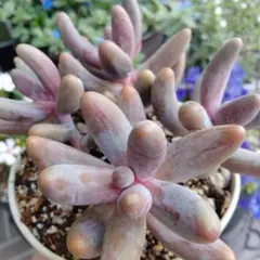 2026年最新】キャンディーグレープ 多肉植物の人気アイテム - メルカリ