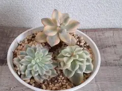 3 多肉植物　錦3個セット　カット苗
