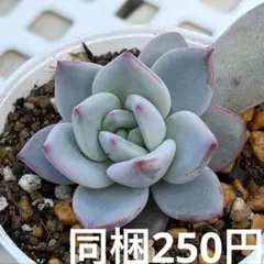 札落ちランダム　同梱250円　単品購入不可m(._.)m多肉エケベリア