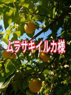 山梨県産　青梅　甲州小梅　5月上旬頃から中旬より順次発送 20kg 山梨県産 青梅 甲州小梅 5月上旬頃から中旬より順次発送 20kg - メルカリ