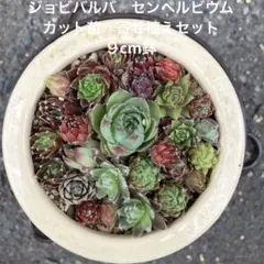 2026年最新】センペル ビウム セットの人気アイテム - メルカリ