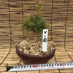☆盆栽☆ 赤石五葉松【X-12】5年物 ☆愛媛県より発送☆ - メルカリ