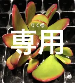 りく　【２点目から¥100引き】様 リクエスト 2点 まとめ商品