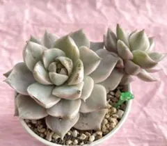 緑　白牡丹錦2頭　多肉植物