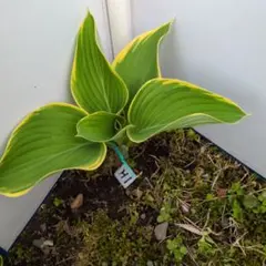 ミケちゃん様 リクエスト 2点 まとめ商品