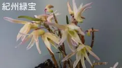 山野草 富貴蘭 長生蘭(セッコク 黄寿) - メルカリ