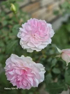 バラ大株 B 野薔薇 ノイバラ ピンク × 白グラデーション小花 抜き苗