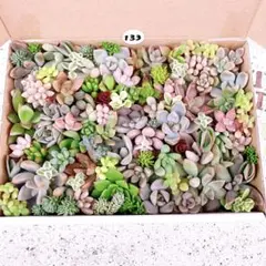 133 多肉植物　寄せ植えセット　カット苗　詰め合わせ　セット　つぶつぶ　ぷくぷ